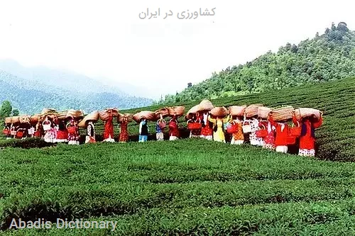 کشاورزی در ایران